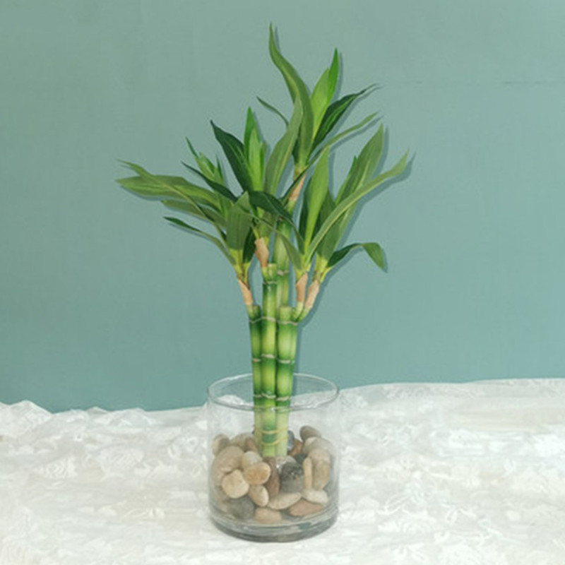 Dracaena Marginata - Neue 40cm Künstliche Glücksbambus-Sukkulentenpflanze, Grüne Topfpflanze