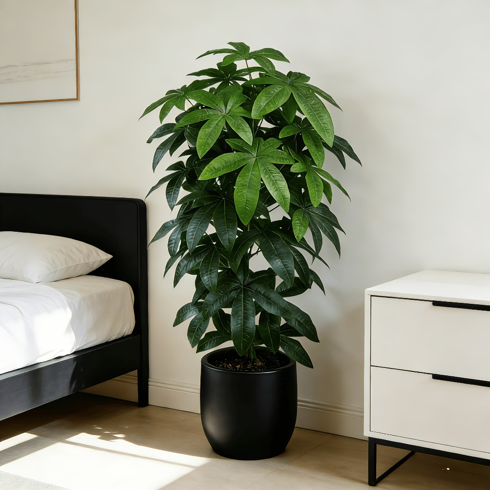 Monstera Adansonii - Ein künstlicher Geldbaum (Pachira Aquatica) mit