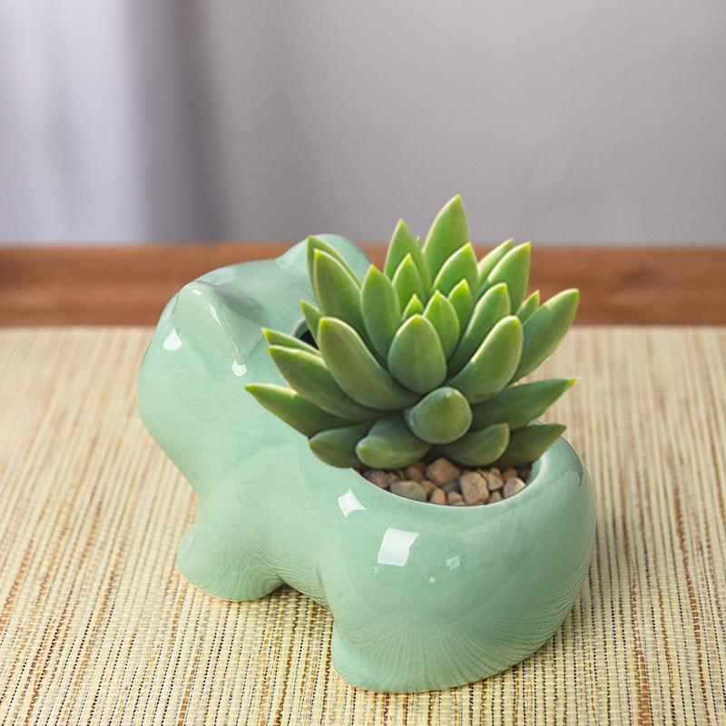 Kreativer Sukkulenten-Blumento – Echeveria Succulent Bewertung und Preis
