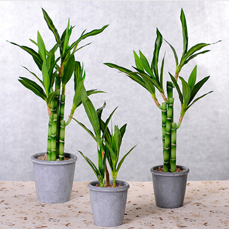 Neue 40cm Künstliche Glücksbam – Dracaena Marginata Bewertung und Preis