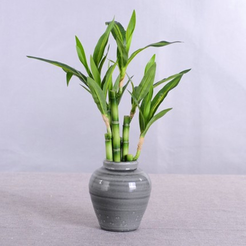 Neue 40cm Künstliche Glücksbam – Dracaena Marginata Bewertung und Preis
