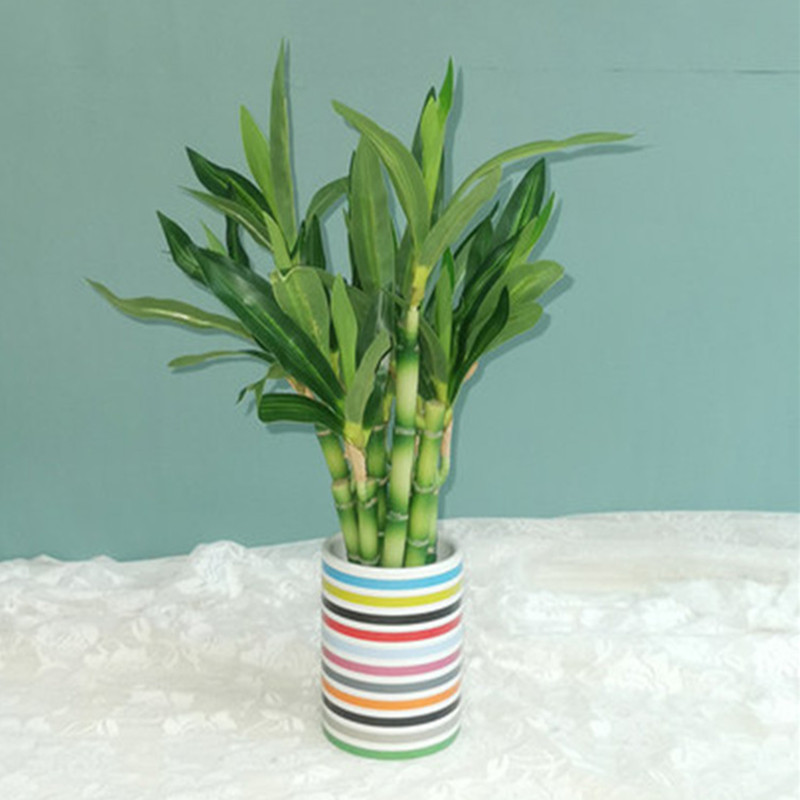 Neue 40cm Künstliche Glücksbam – Dracaena Marginata Bewertung und Preis