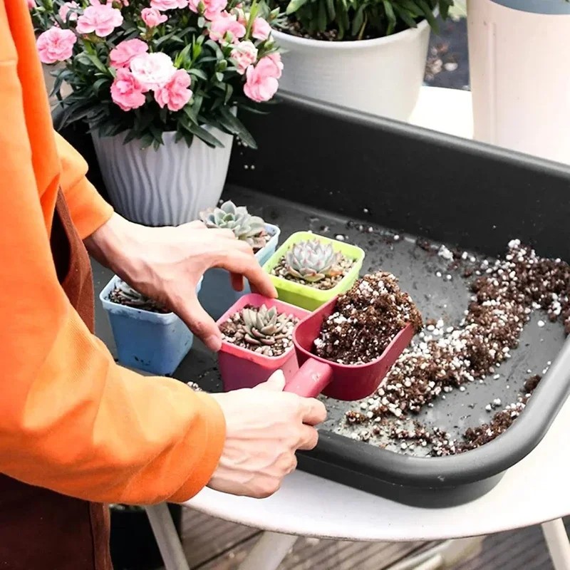 Neues Design, hochwertige Gart – Echeveria Succulent Bewertung und Preis