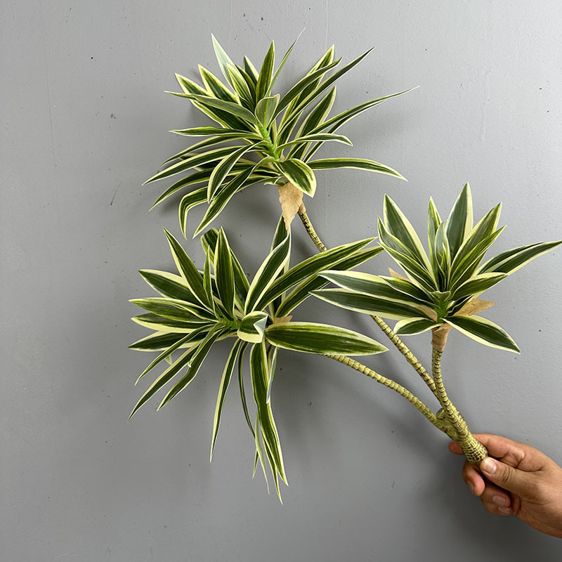 Simulierte Grünpflanzen mit 3  – Dracaena Marginata Bewertung und Preis