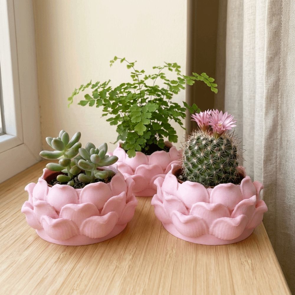 Lotusförmiger Sukkulenten-Blum – Echeveria Succulent Bewertung und Preis