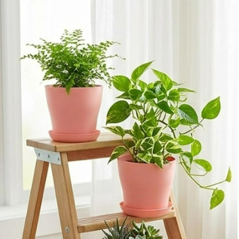 Pflanzentopf-Set mit Drainagel – Echeveria Succulent Bewertung und Preis