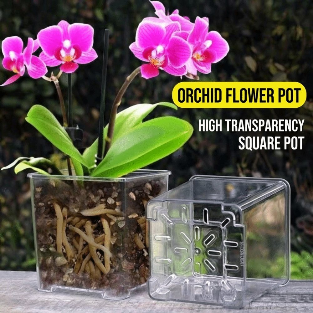 Transparenter Acryl-Pflanztopf – Aloe Vera Pot Bewertung und Preis